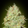 Shark Widow (Advanced Seeds)