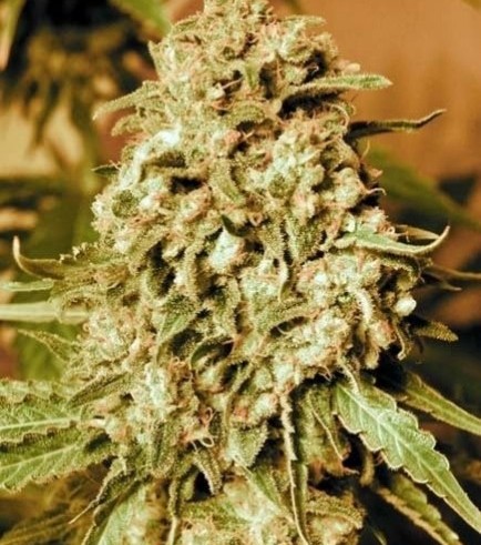 Somango Widow (Advanced Seeds)