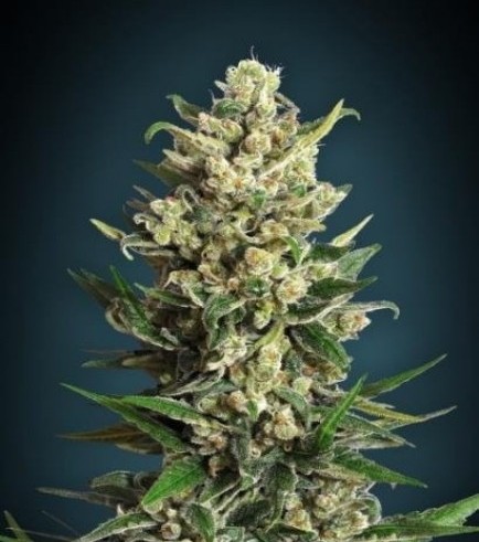 Ice Kush (Advanced Seeds)