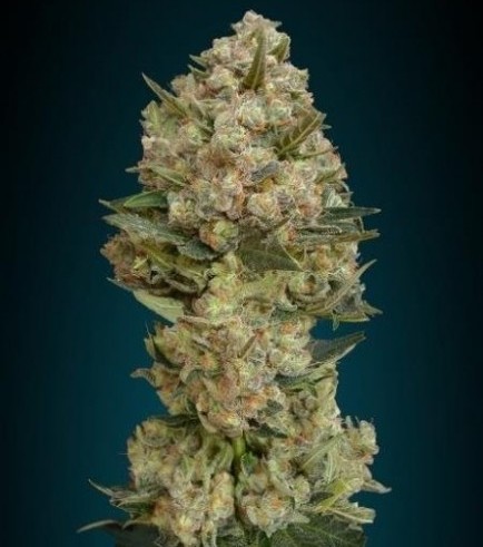 Critical (Advanced Seeds)