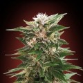 Kaya 47 (Advanced Seeds)