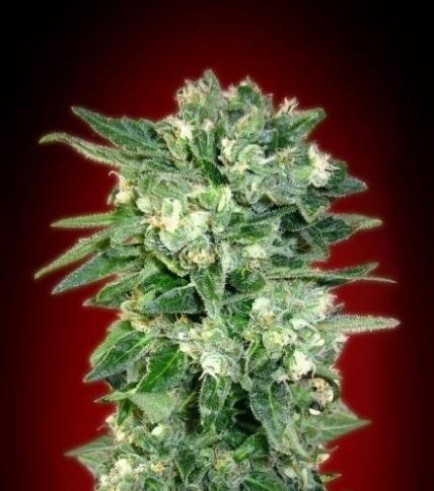 Auto Kaya 47 (Advanced Seeds)