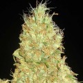 Fruity Chronic Juice (Delicious Seeds)