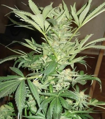 White Rhino (Nirvana)