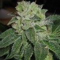 MK-Ultra (T.H. Seeds)