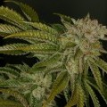 MK-Ultra (T.H. Seeds)