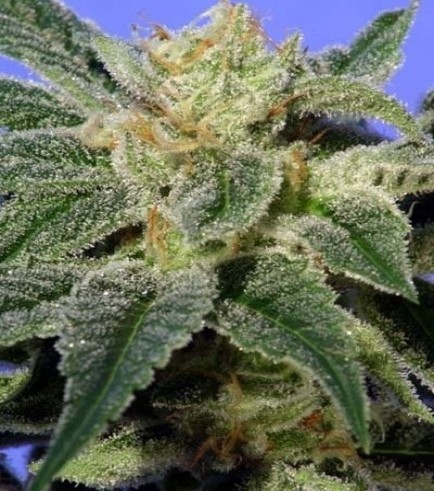 Kushage (T.H. Seeds)