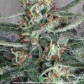 Crystal Cloud (Ministry of Cannabis)