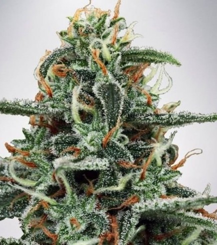White Widow (Ministry of Cannabis)