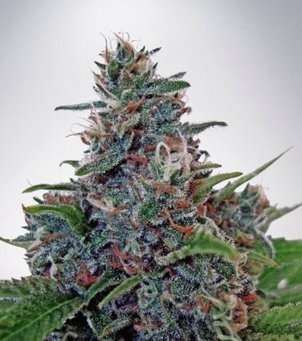 Auto Blue Amnesia (Ministry of Cannabis)