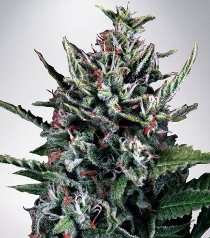 Auto Silver Bullet (Ministry of Cannabis)