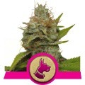 Kali Dog (Royal Queen Seeds)