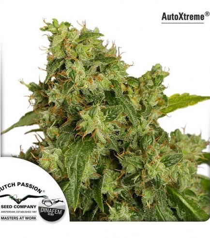 AutoXtreme (Dutch Passion)