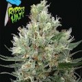 Ripper Haze (Ripper Seeds)