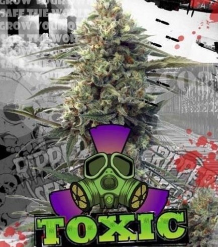 Toxic (Ripper Seeds)