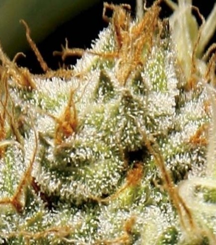 Yumbolt (CBD Seeds)