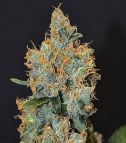 Lavender (CBD Seeds)