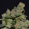 Diesel (CBD Seeds)