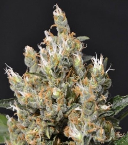 Kali (CBD Seeds)