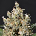 Kali (CBD Seeds)