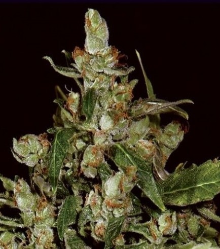 Auto Widow (CBD Seeds)