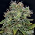 Auto Yumbolt (CBD Seeds)