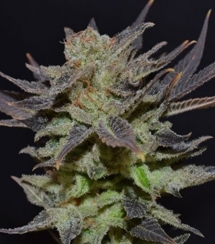 Auto Lavender (CBD Seeds)