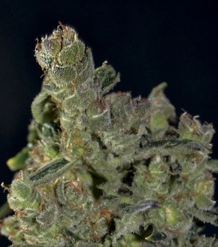 Auto Diesel (CBD Seeds)