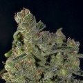 Auto Diesel (CBD Seeds)