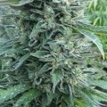 Bubba OG (ROOR Seeds)