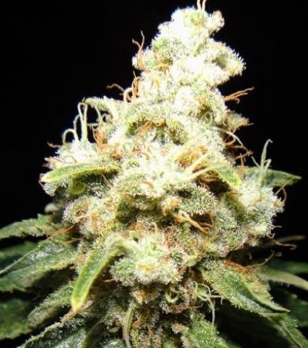 Wacky Widow (Makka Seeds)