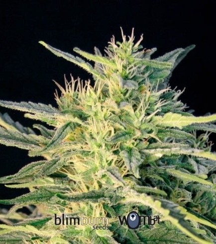 Wombat (Blimburn Seeds)