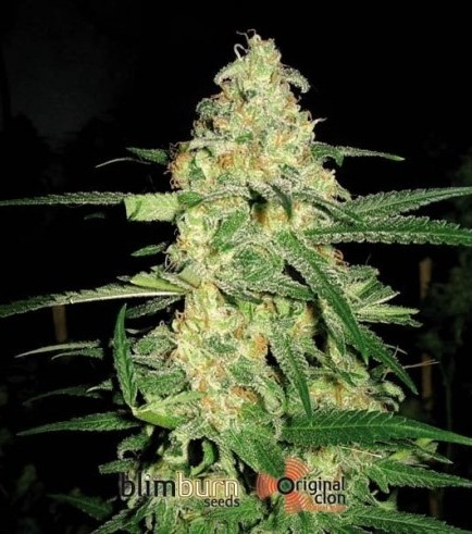 Original Clon (Blimburn Seeds)