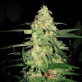 Original Clon (Blimburn Seeds)