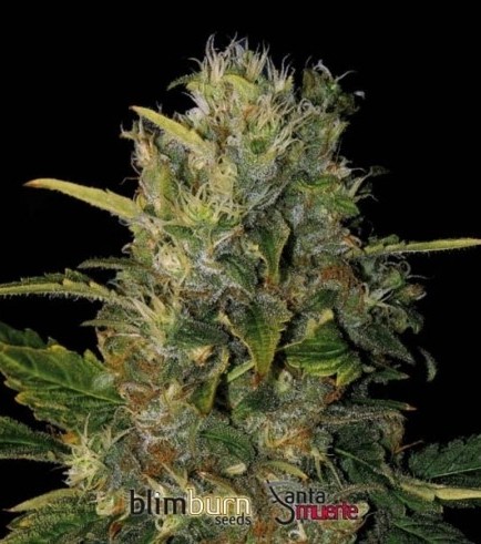 Santa Muerte (Blimburn Seeds)