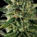 Critical Automatic (Blimburn Seeds)