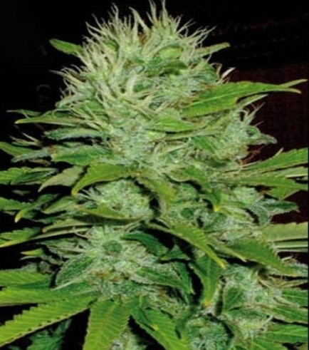 Mango (Blimburn Seeds)