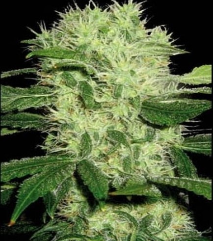 Dama Blanca (Blimburn Seeds)