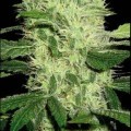 Dama Blanca (Blimburn Seeds)