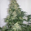 Amnesia Bilbo (Genehtik Seeds)