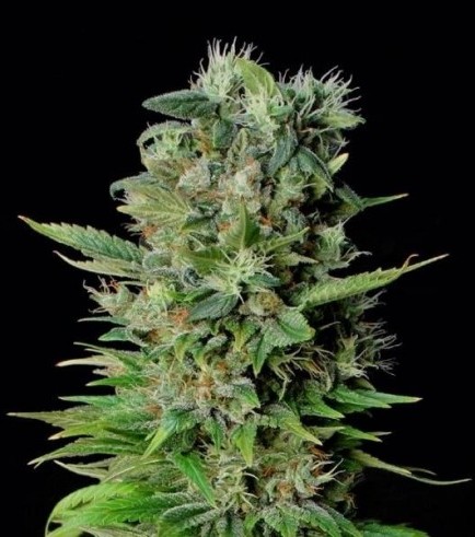 Zuri Widow (Genehtik Seeds)