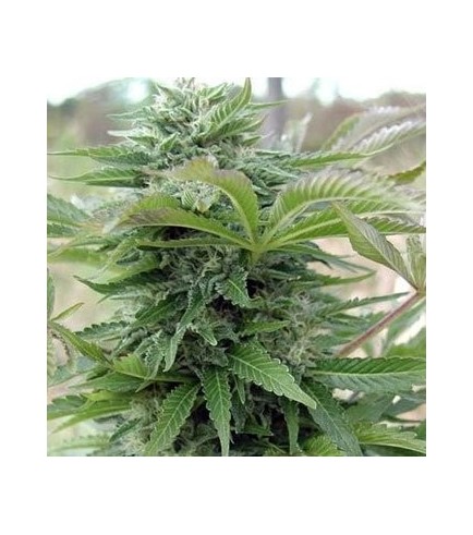 Afghani Gold (Spliff Seeds)