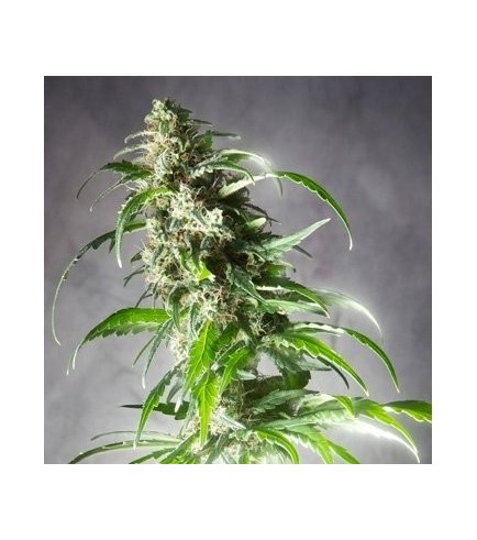 Jack F1 (Spliff Seeds)