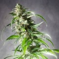 Jack F1 (Spliff Seeds)