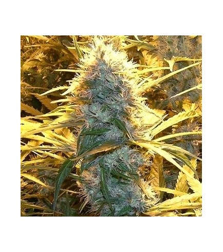 Medical  Kush (Spliff Seeds)