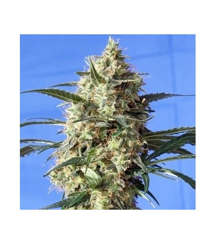 Snow White (Spliff Seeds)