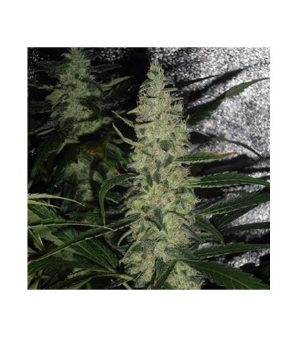 Super Skunk (Spliff Seeds)