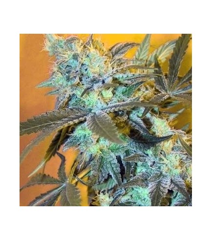 White Widow (Spliff Seeds)