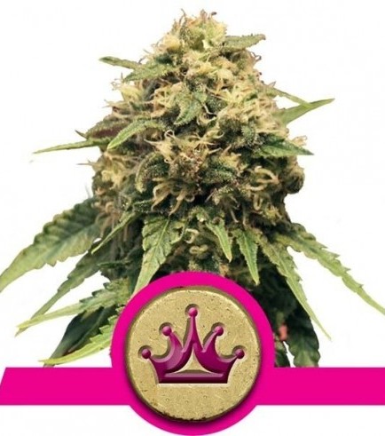 Special Queen 1 (Royal Queen Seeds)