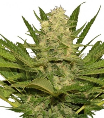 Original Skunk (Bulk Seeds)